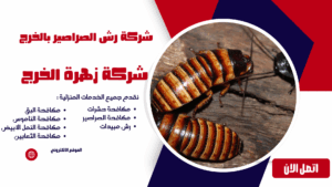 شركة رش الصراصير بالخرج شركة رش الصراصير بالخرج