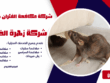 شركة مكافحة الفئران بالخرج شركة مكافحة حشرات بالخرج مكافحة حشرات بالخرج شركة رش مبيدات بالخرج افضل شركة مكافحة حشرات بالخرج ابادة الحشرات بالخرج شركة مكافحة النمل الأبيض بالخرج مكافحة النمل الأبيض بالخرج شركة مكافحة الصراصير بالخرج مكافحة الصراصير بالخرج شركة مكافحة الفئران بالخرج مكافحة الفئران بالخرج شركة مكافحة البق بالخرج مكافحة البق بالخرج شركة مكافحة الذباب بالخرج مكافحة الذباب بالخرج شركة مكافحة الناموس بالخرج مكافحة الناموس بالخرج شركة مكافحة العقارب بالخرج مكافحة العقارب بالخرج شركة مكافحة القوارض بالخرج مكافحة القوارض بالخرج شركة مكافحة حشرات منزلية بالخرج مكافحة حشرات المنازل بالخرج شركة مكافحة حشرات للمطاعم بالخرج مكافحة حشرات المطاعم بالخرج شركة مكافحة حشرات للفنادق بالخرج مكافحة حشرات الفنادق بالخرج